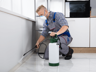 About Rowlett Flea Removal - flea removal experts in Rowlett