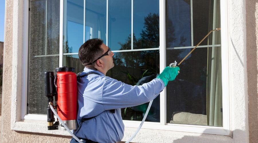 Professional flea removal services in Rowlett - Rowlett Flea Removal